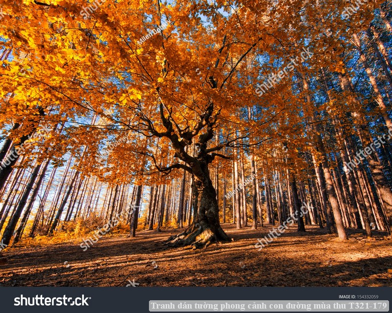 Tranh dán tường phong cảnh hồ thác, cây cối T321-551